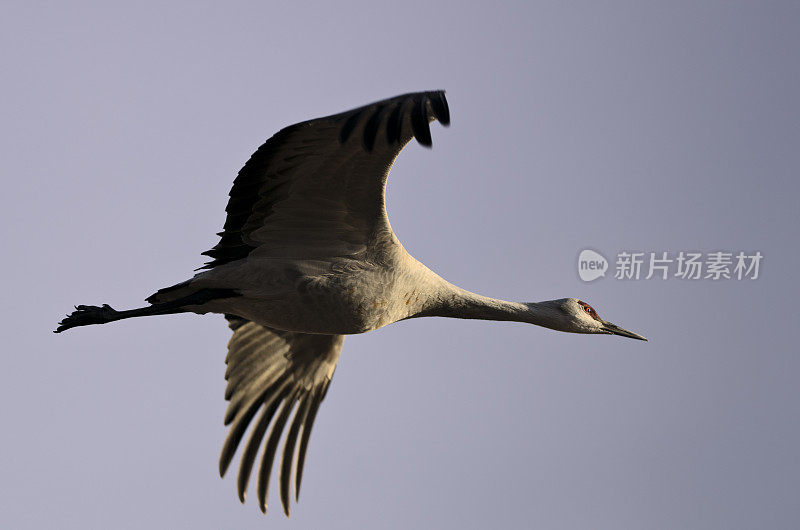 沙丘鹤(Grus Canadensis)在日落飞行